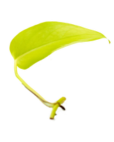 Leuchtend gelbgrüner Ableger einer Efeutute Neon mit jungem Trieb – pflegeleichte Zimmerpflanzen für Wandbegrünung