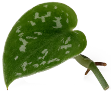 Herzförmiger Ableger einer Gefleckten Efeutute mit dunkelgrünem, silbrig gemustertem Blatt – beliebte Zimmerpflanze im Urban Jungle Stil.