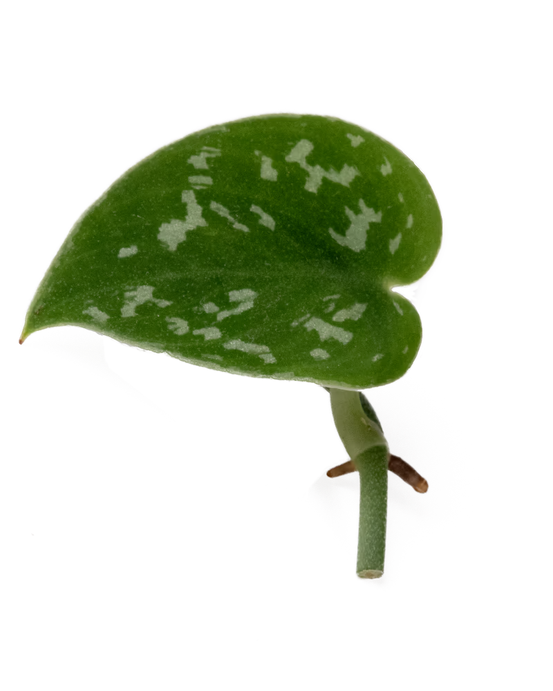 Ableger einer Gefleckten Efeutute mit dunkelgrünem Blatt und silbrig-hellen Flecken – pflegeleichte Zimmerpflanze für den Urban Jungle Look