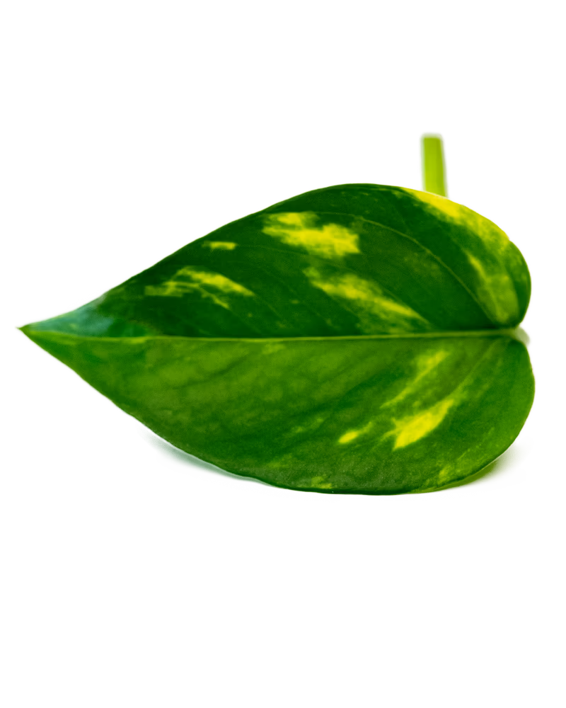 Goldene Efeutute – modernes Blattmuster in leuchtenden Grüntönen, perfekt für stilvolle Wandbegrünung.