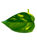 Goldene Efeutute – modernes Blattmuster in leuchtenden Grüntönen, perfekt für stilvolle Wandbegrünung.