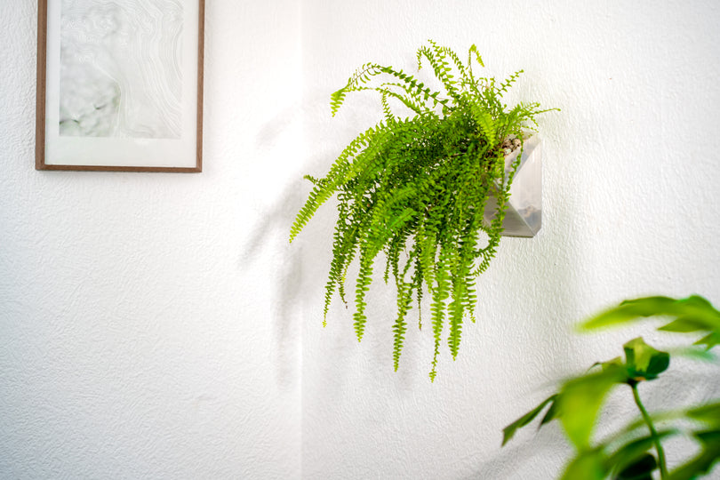 Grüner Farn im transparenten vertical pot Wandtopf an weißer Wand neben gerahmtem Bild – moderne Innenraumbegrünung