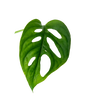 Monstera Adansonii (monstera monkey leaf) Ableger – pflegeleichte Zimmerpflanze mit gelochten Blättern, ideal für Pflanzenwand