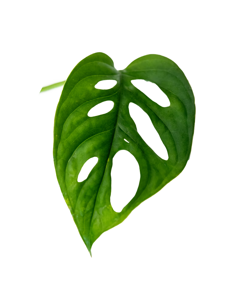 Monstera adansonii Ableger – pflegeleichte Zimmerpflanze mit gelochten Blättern, ideal für Kletterpflanzen- und Urban-Jungle-Dekor.