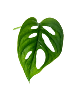 Monstera adansonii Ableger – pflegeleichte Zimmerpflanze mit gelochten Blättern, ideal für Kletterpflanzen- und Urban-Jungle-Dekor.