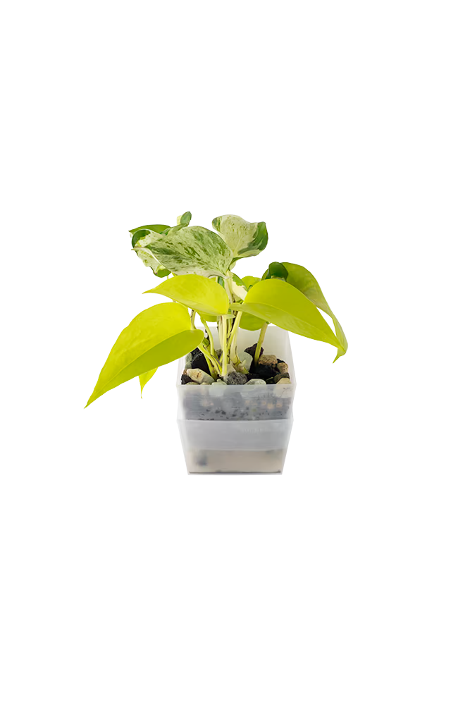 Bepflanzter vertical pot