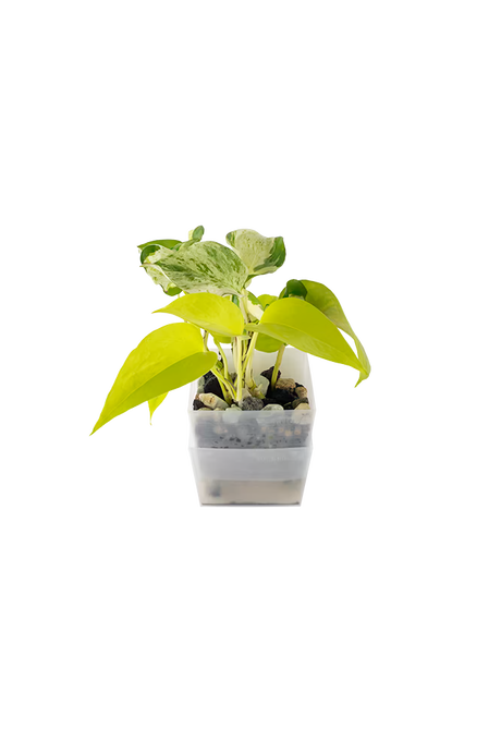 Bepflanzter vertical pot