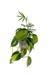 Bepflanzter vertical pot