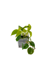 Bepflanzter vertical pot