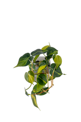 Bepflanzter vertical pot