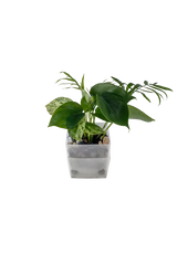 Bepflanzter vertical pot