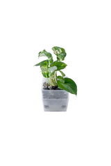 Bepflanzter vertical pot