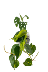 Bepflanzter vertical pot