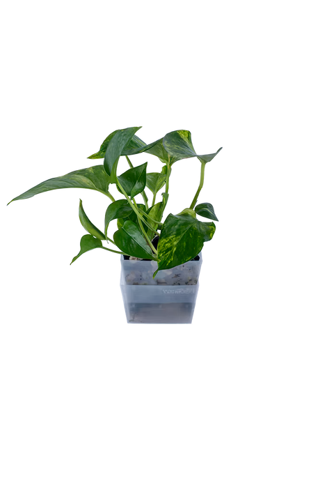 Bepflanzter vertical pot