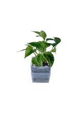 Bepflanzter vertical pot
