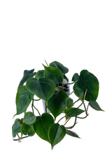 Bepflanzter vertical pot