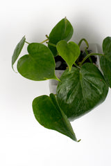 Philodendron scandes (Baumfreund)