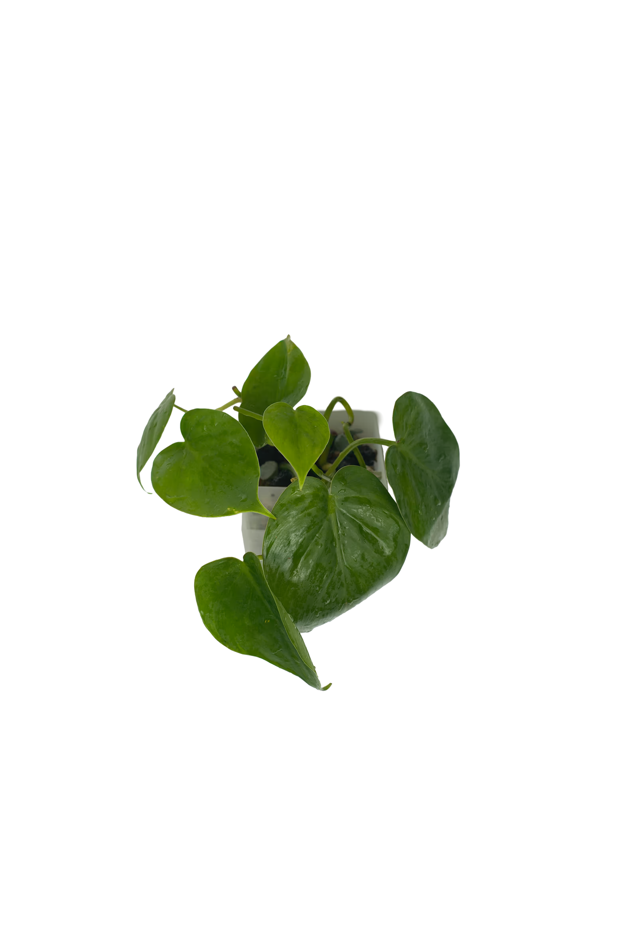 Philodendron Scandes