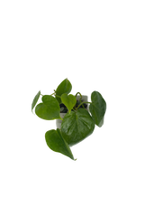 Philodendron Scandes
