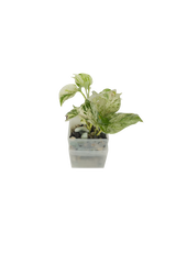 Efeutute Happy Leaf
