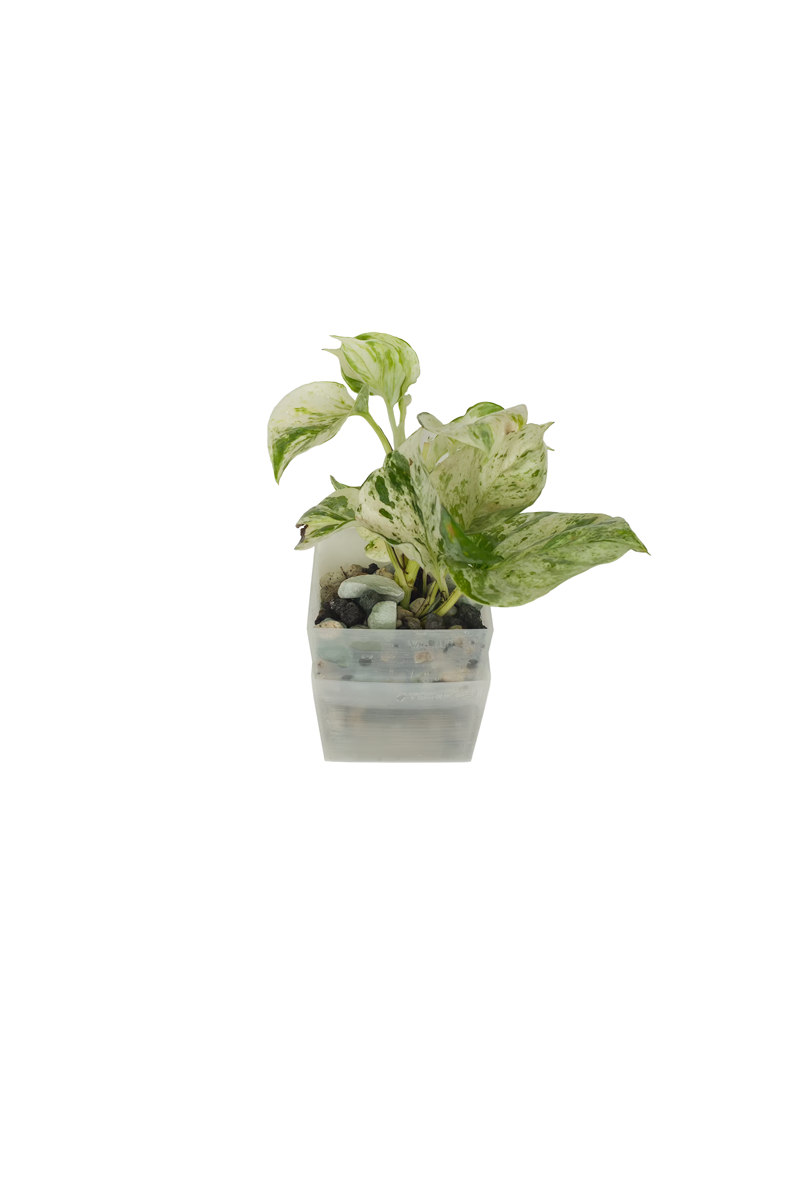 Efeutute Happy Leaf – vertical