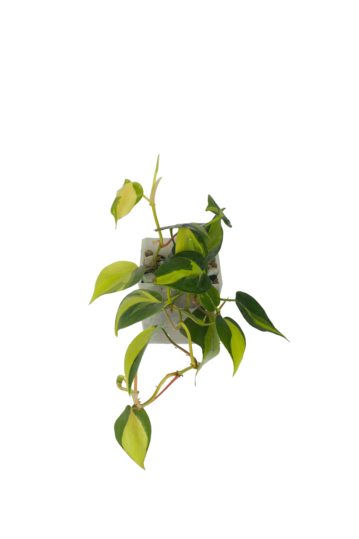 Philodendron Brasil