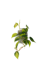 Philodendron Brasil