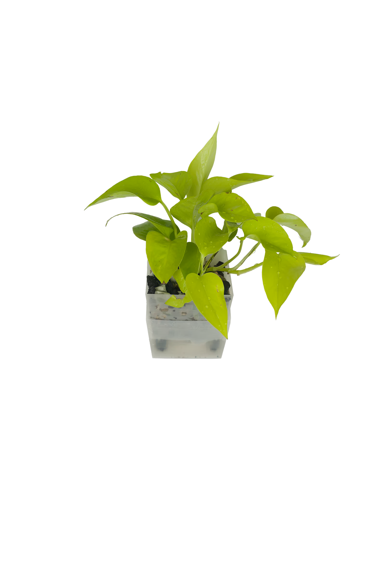 Efeutute Neon – vertical