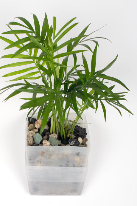 Bergpalme