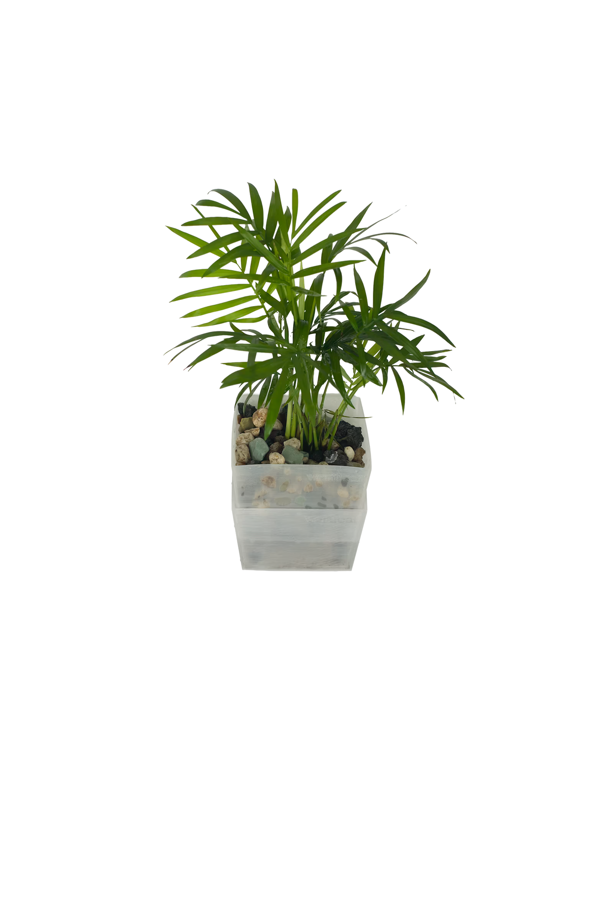 Bergpalme – vertical