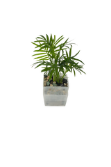 Bergpalme