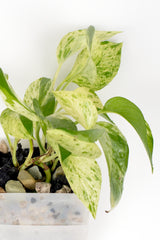 Efeutute Marble Queen