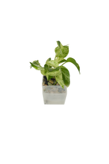 Efeutute Marble Queen