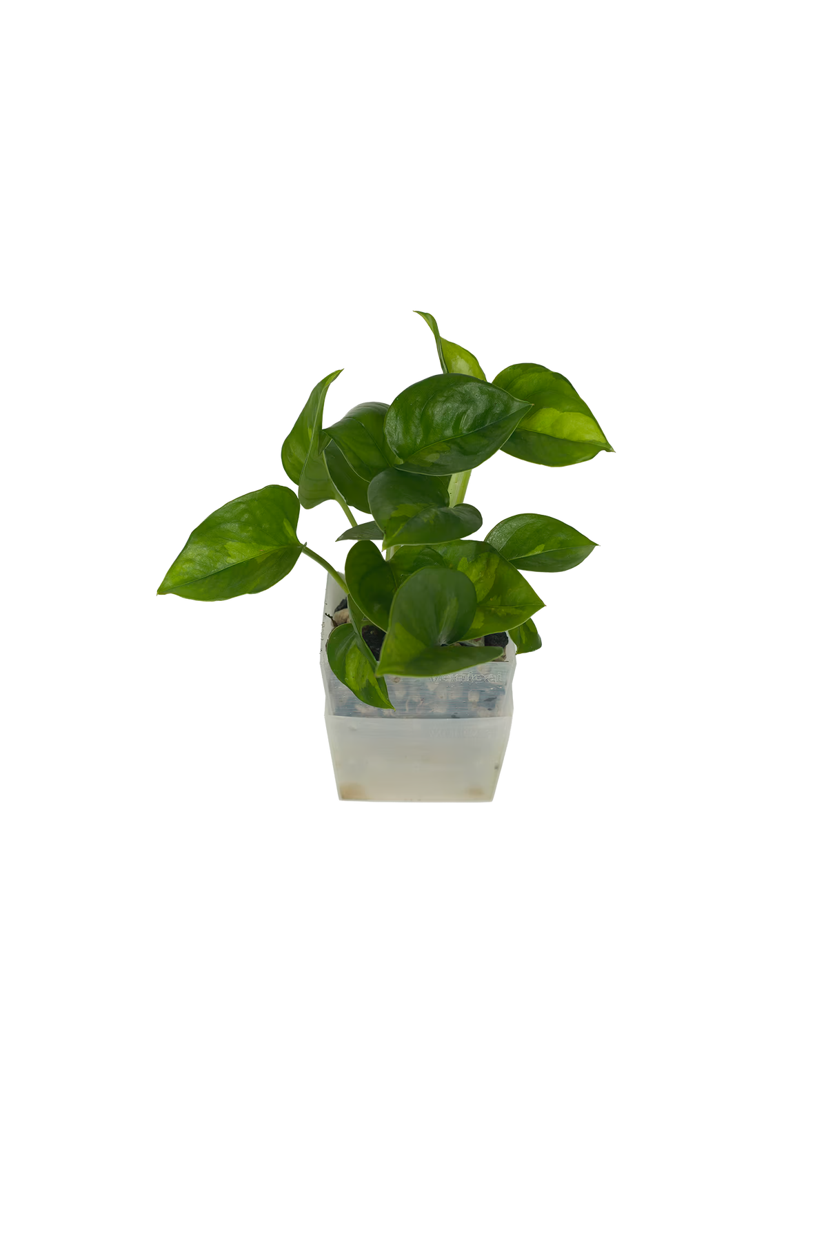 Efeutute Global Green
