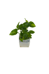 Efeutute Global Green