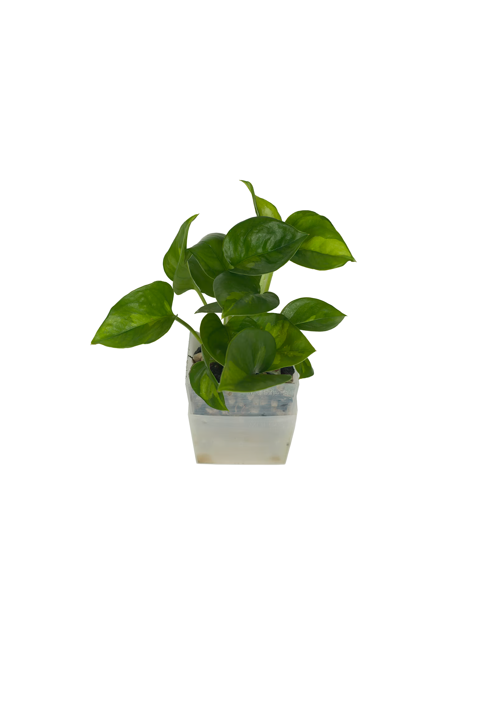 Efeutute Global Green – vertical