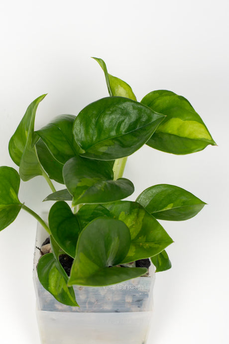 Efeutute Global Green