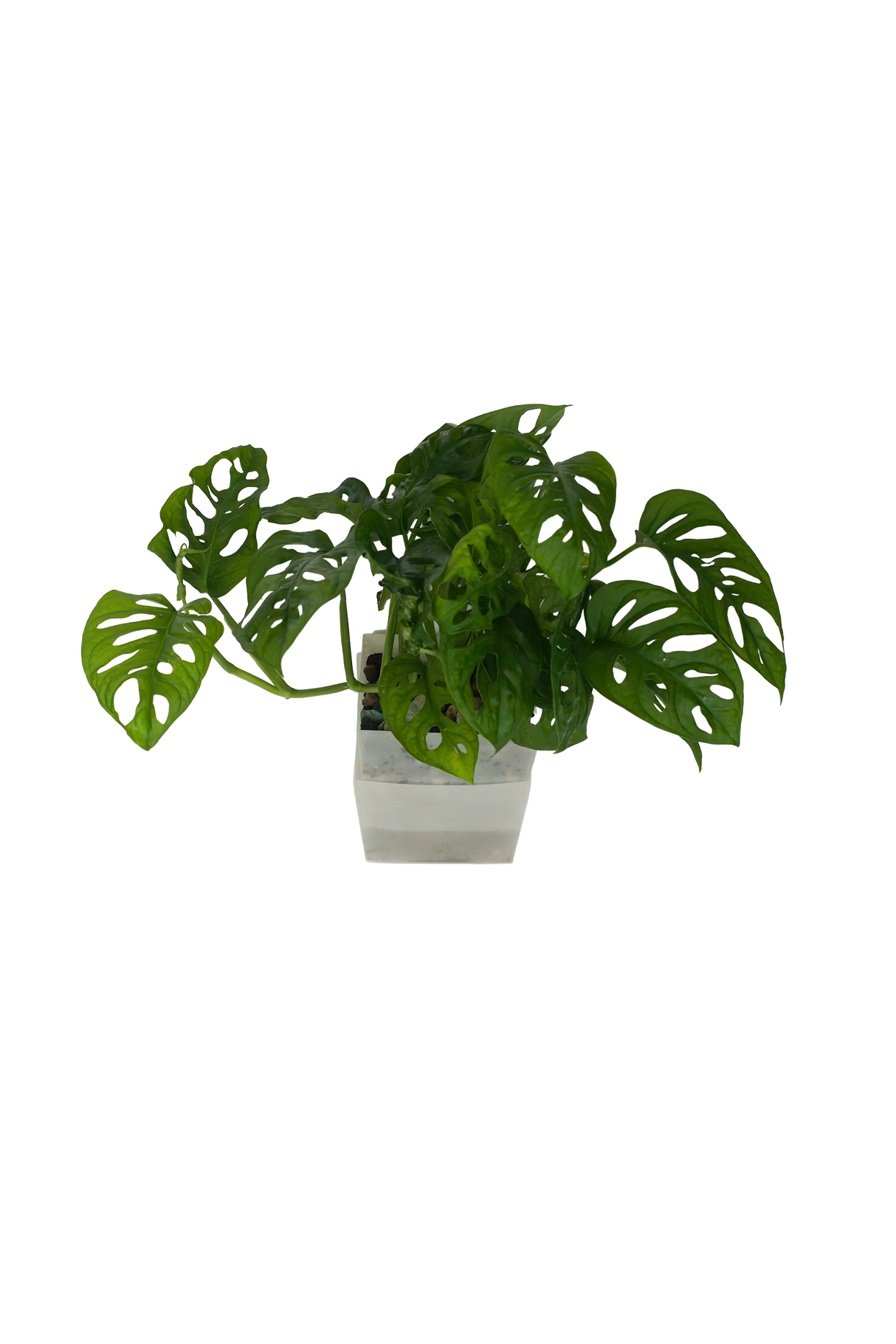 Monstera Adansonii