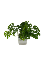 Monstera Adansonii
