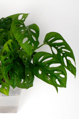 Monstera adansonii