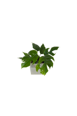 Monstera Minima