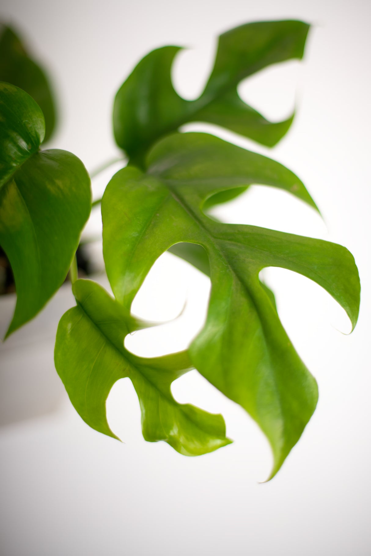 Monstera Minima