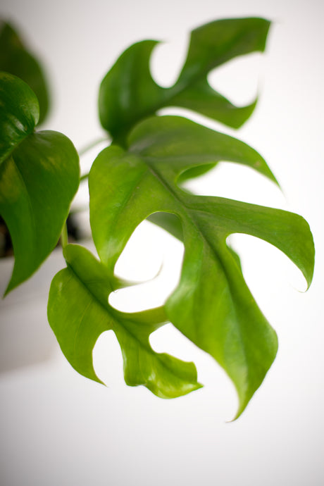 Monstera Minima
