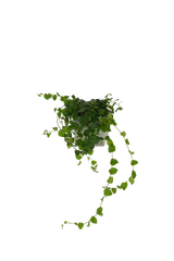 Ficus Pumila