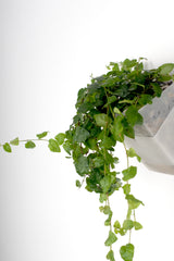 Ficus Pumila (Kletterfeige)