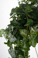 Ficus Pumila (Kletterfeige)