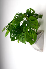 Monstera adansonii