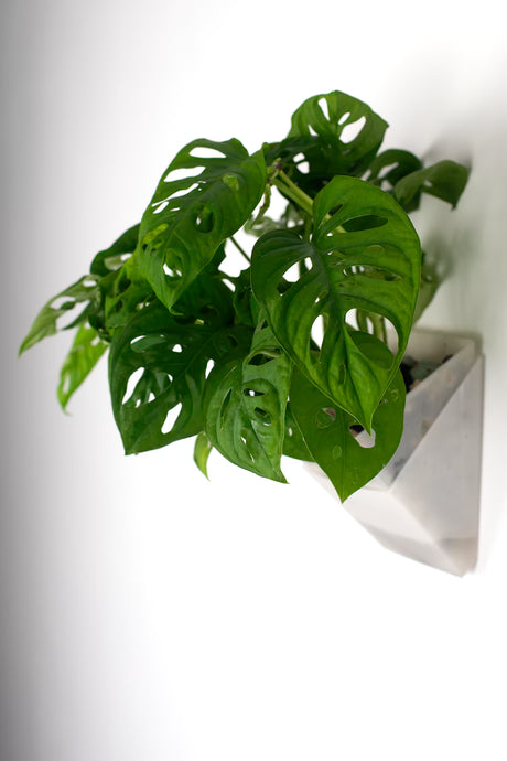 Monstera adansonii