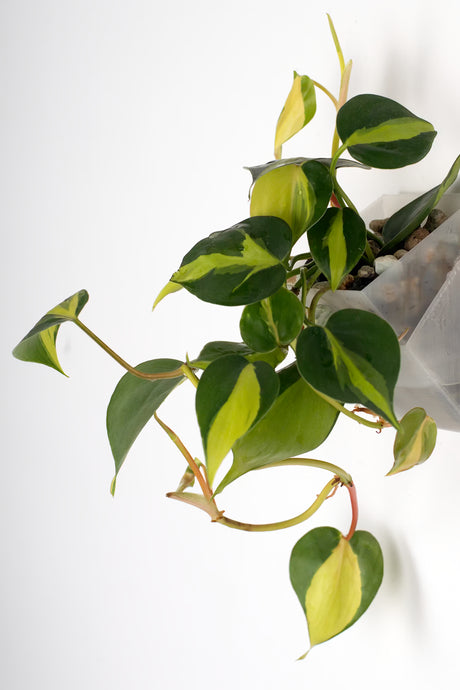 Philodendron Brasil