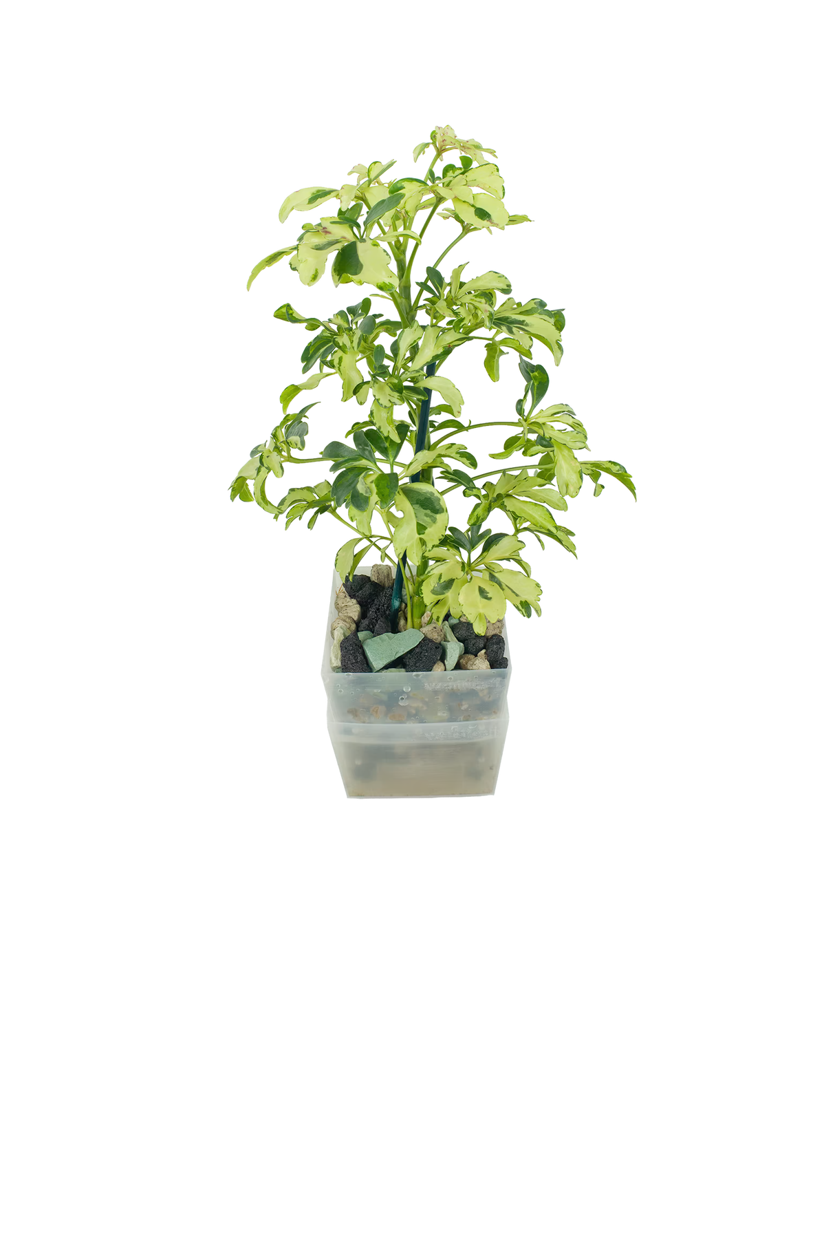 Schefflera arboricola